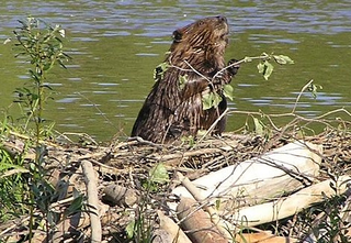 Illustration for article titled How to Manipulate a Beaver
